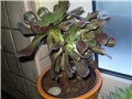 aeonium